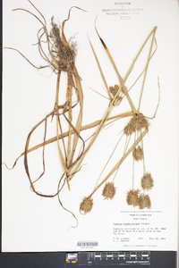 Cyperus dipsaciformis image