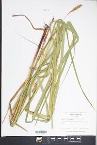 Carex trichocarpa image