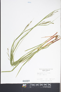 Carex virescens image