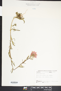 Castilleja coccinea image