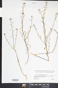 Linaria floridana image