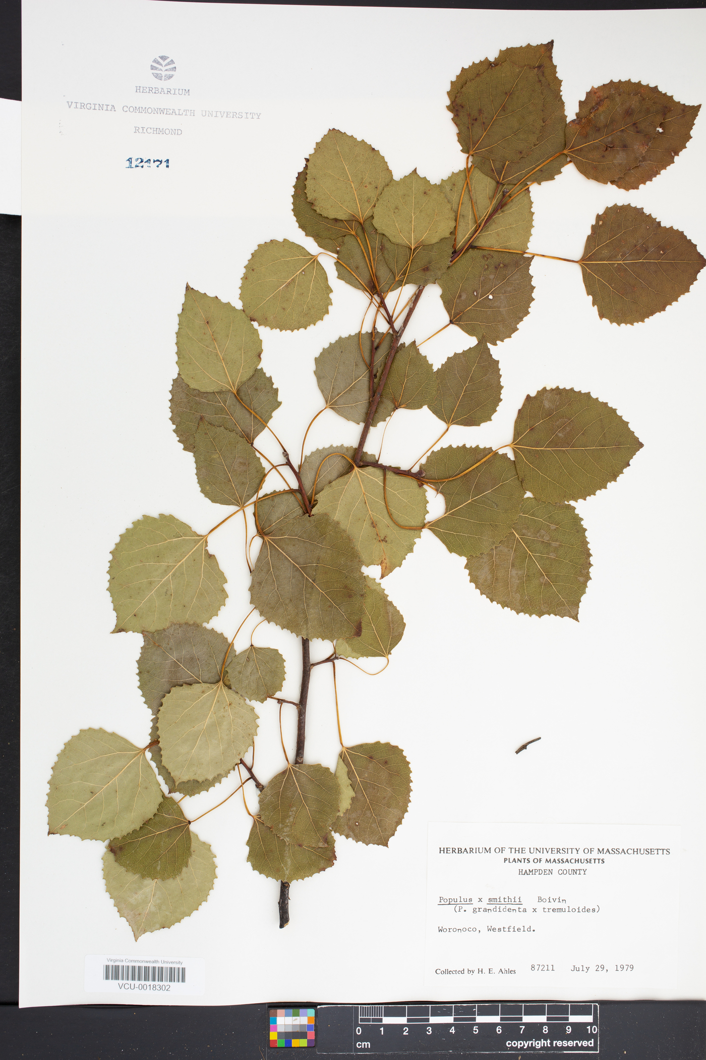 Populus x smithii image