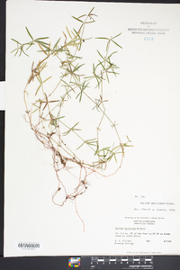 Galium uniflorum image