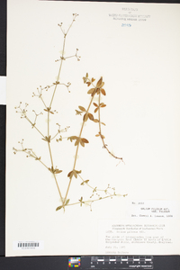 Galium pilosum image