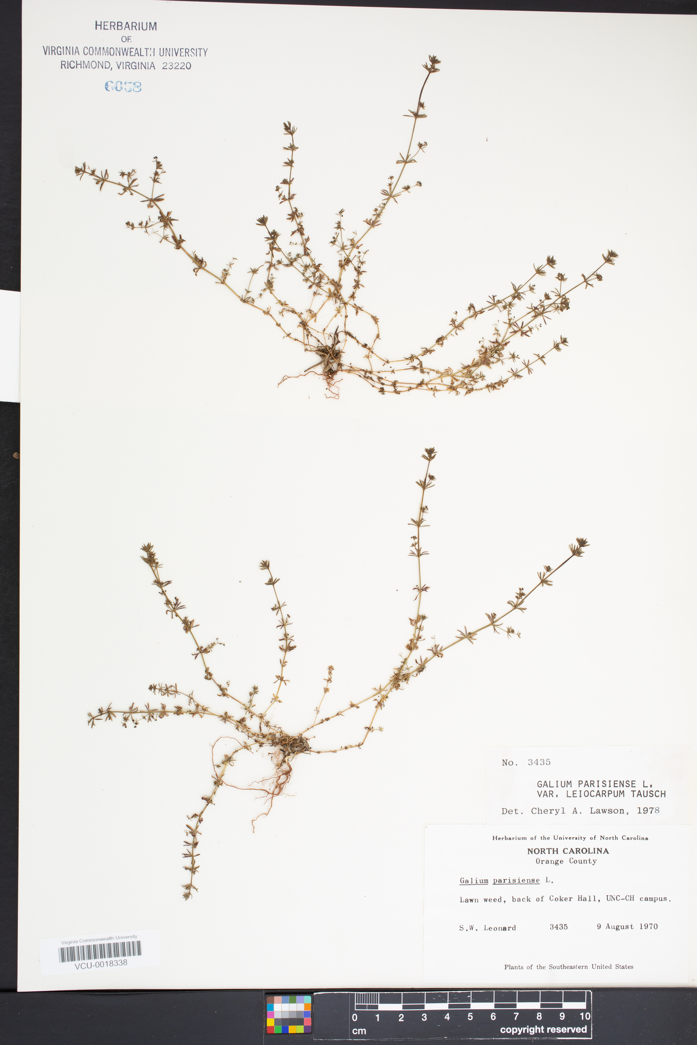 Galium parisiense var. leiocarpum image