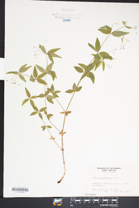 Galium latifolium image