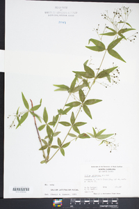 Galium latifolium image