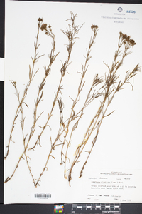 Stenaria nigricans image