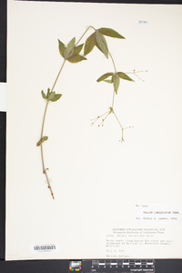 Galium lanceolatum image