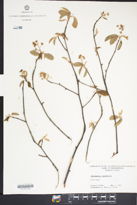 Amelanchier canadensis image