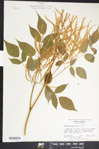 Aruncus dioicus image