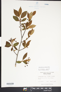 Aronia melanocarpa image