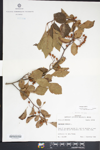 Crataegus viridis image