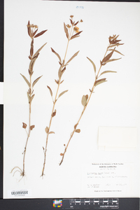 Lysimachia tonsa image