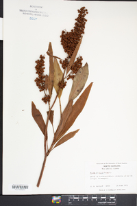 Rumex verticillatus image