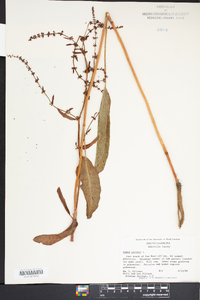 Rumex pulcher image