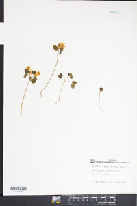 Thalictrum thalictroides image