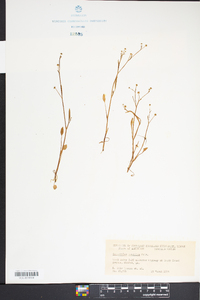 Ranunculus pusillus image