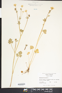 Ranunculus bulbosus image