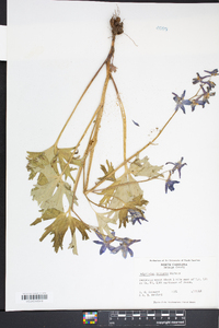 Delphinium tricorne image