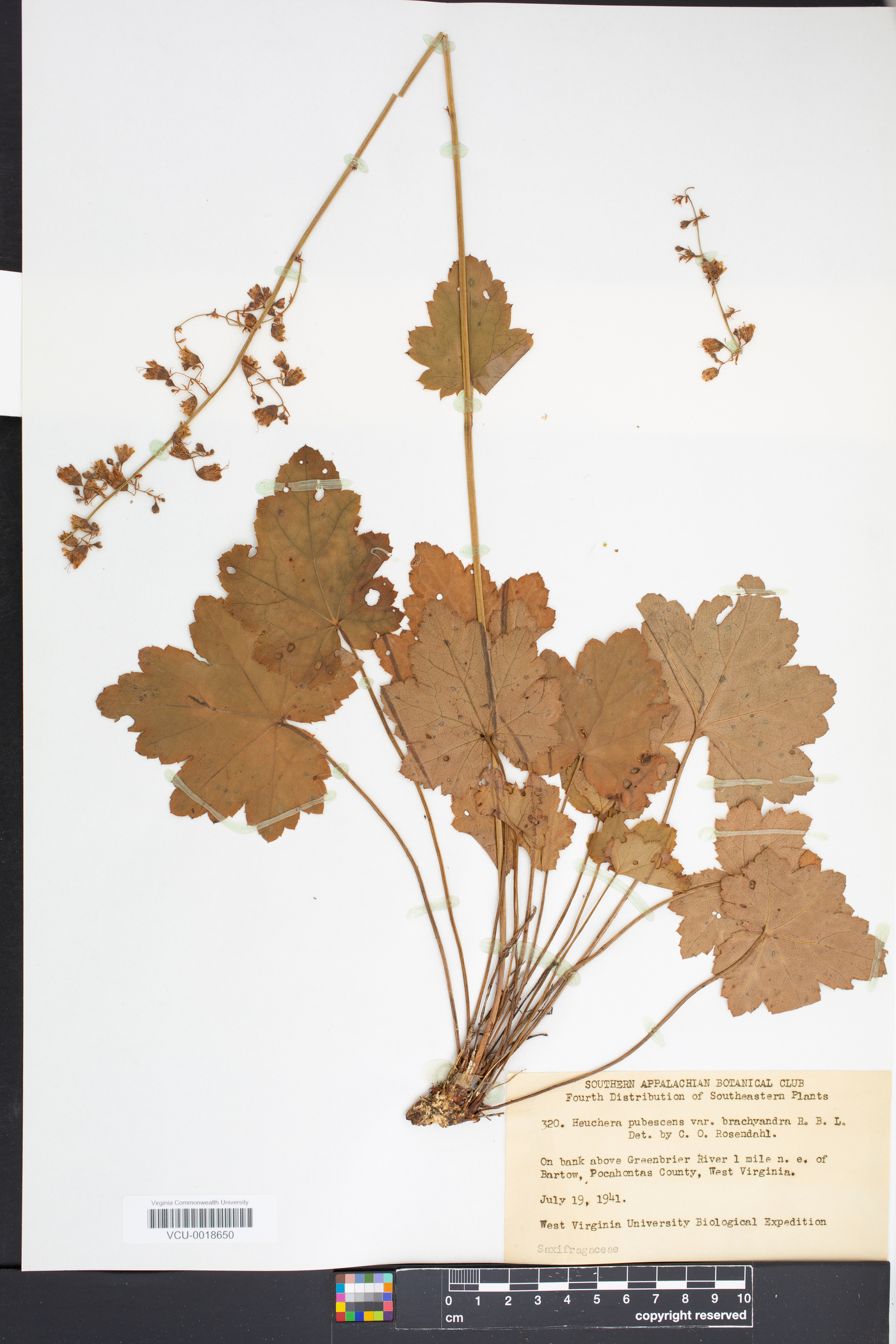 Hydrangea pubescens image