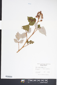 Rubus phoenicolasius image