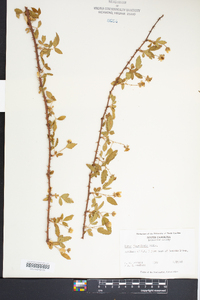 Rubus flagellaris image