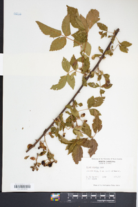 Rubus argutus image