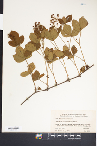 Rubus vagulus image