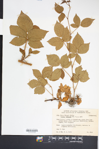 Rubus sharpii image