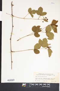 Rubus huttonii image