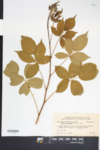 Rubus clandestinus image