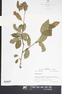 Prunus umbellata image