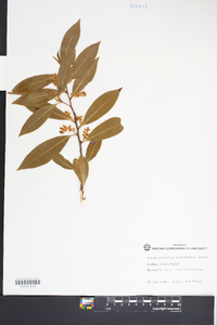 Prunus caroliniana image