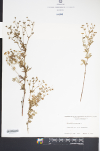 Potentilla argentea image