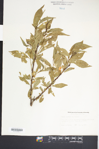 Prunus persica image