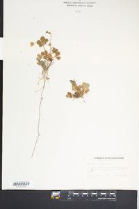 Potentilla canadensis image