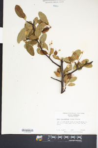 Malus angustifolia image