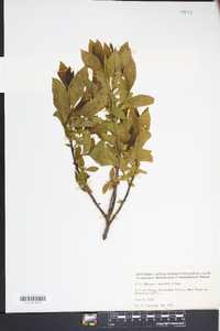 Rhamnus alnifolia image