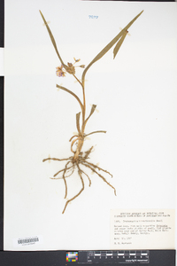 Tradescantia hirsuticaulis image