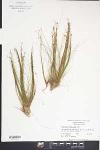 Eleocharis microcarpa image