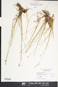 Eleocharis albida image