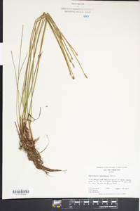 Eleocharis tricostata image