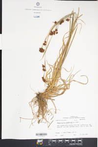 Rhynchospora glomerata image