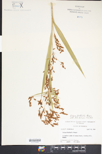 Scirpus lineatus image