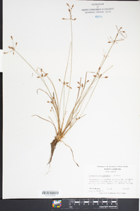 Fimbristylis dichotoma image
