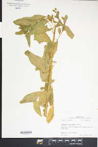 Sphenoclea zeylanica image