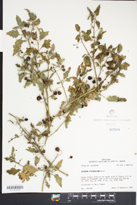 Solanum ptychanthum image