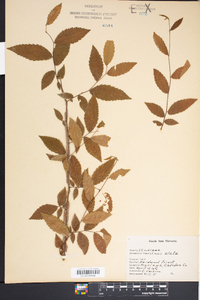 Ulmus alata image