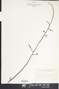 Ulmus alata image